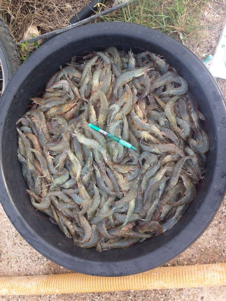 กุ้งคุณภาพไซส์ดี