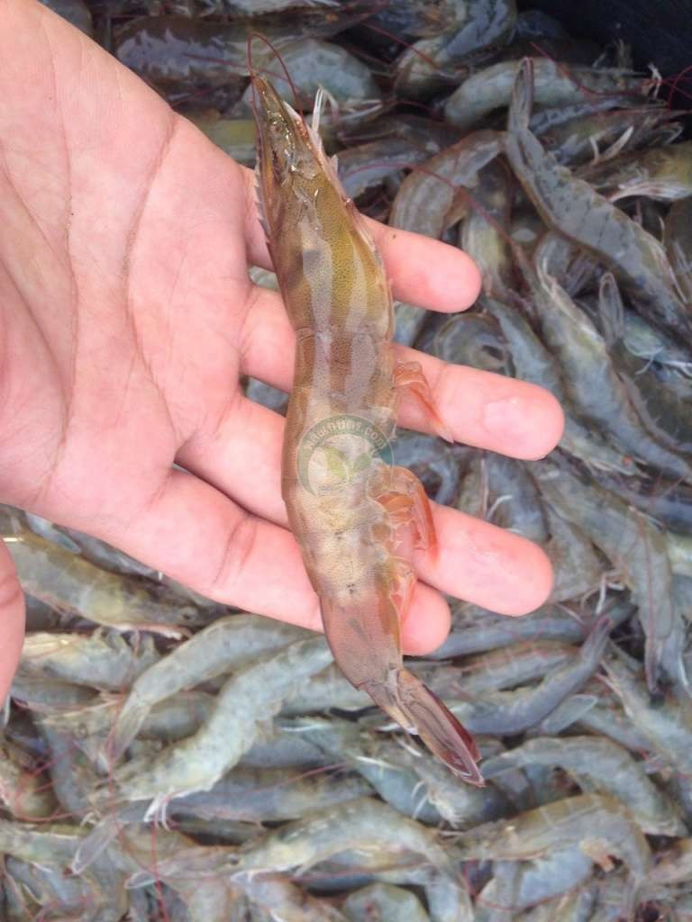 ได้กุ้งที่มีคุณภาพ