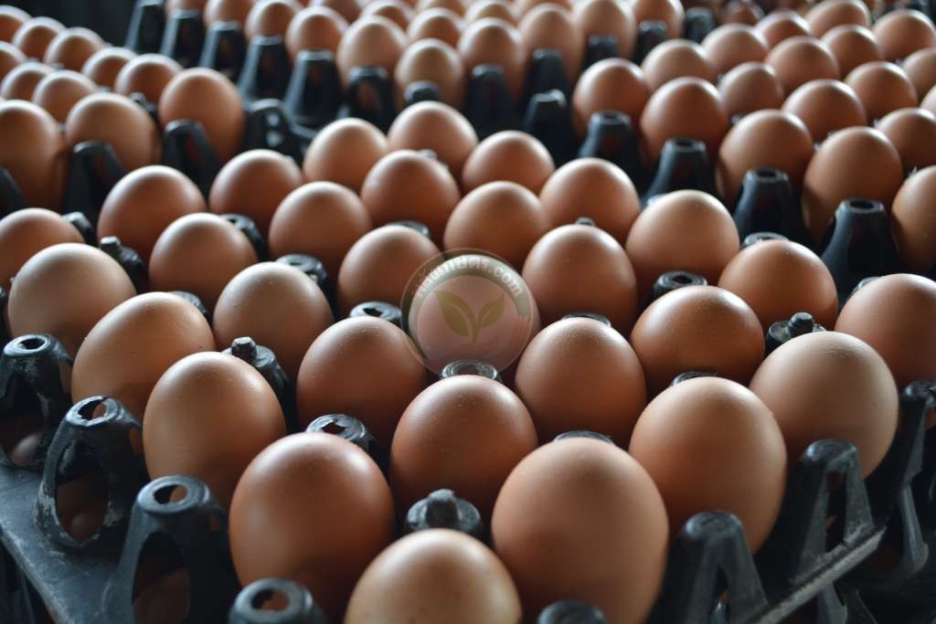 ได้ไข่ไก่คุณภาพ สร้างรายได้รายวัน