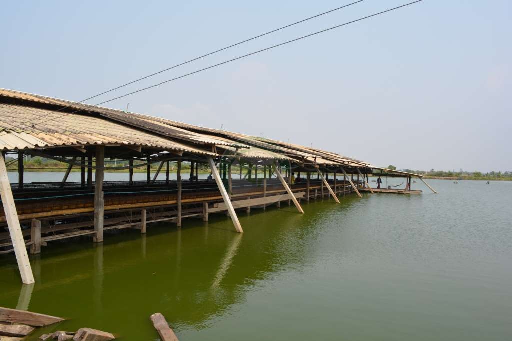 โรงเรือนเลี้ยงไก่ไขแบบเปิด