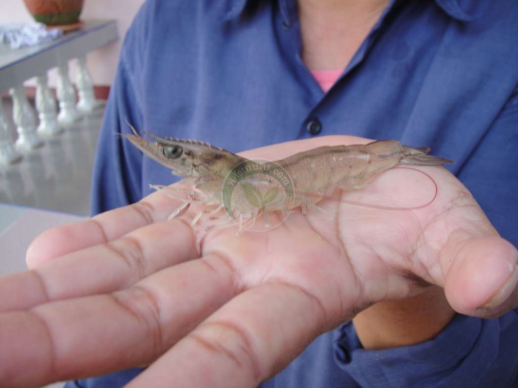 กุ้งที่เลี้ยงด้วยจุลินทรีย์
