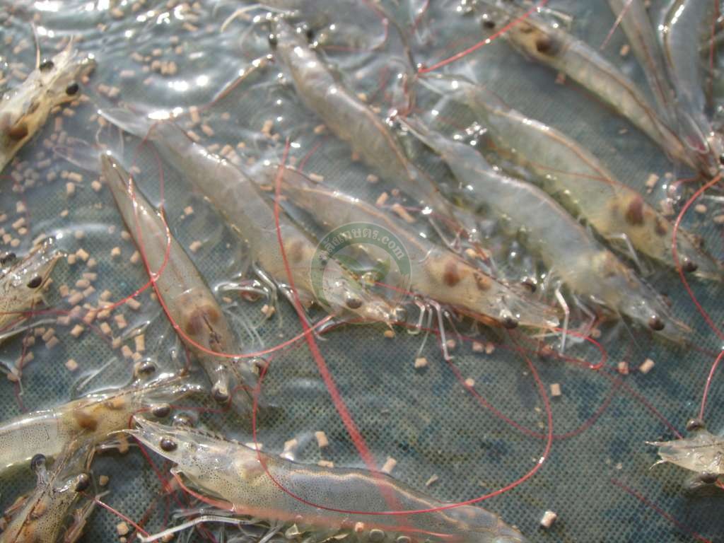 กุ้งในยอที่ได้