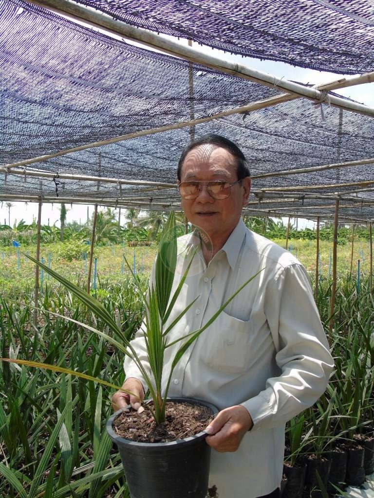 เซี่ยนไม้ดอกเไม้ประดับมืองนนท์ ลงทุนปลูกอิทผลัม 200 ต้น