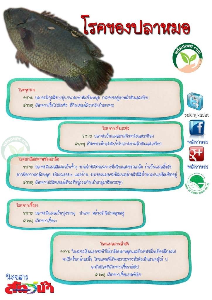 031 ปลาหมอ มีโรคที่ต้องระวัง 5 อย่าง การเลี้ยงปลาหมอ