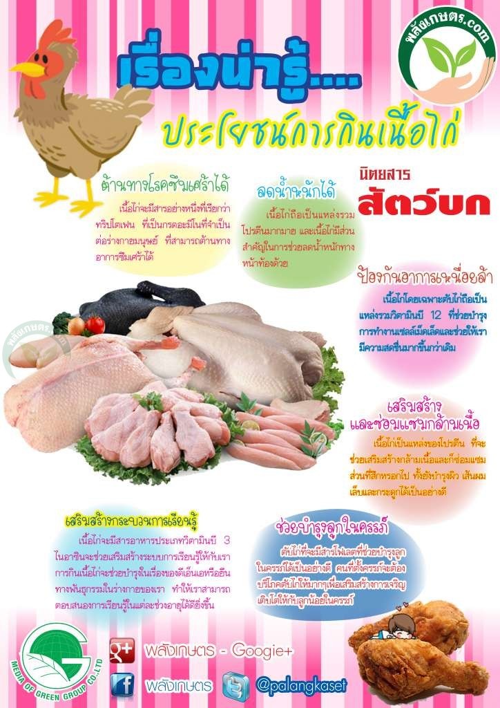 031 เนื้อไก่มีประโยชน์มากกว่าหลายคนเข้าใจ