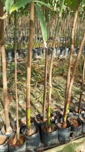กล้ายางบัดดิ้งผ่านการติดตาพันธุ์ KT.311