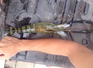 ขนาดแม่พันธุ์ ที่ใช้เพื่อสัดไข่