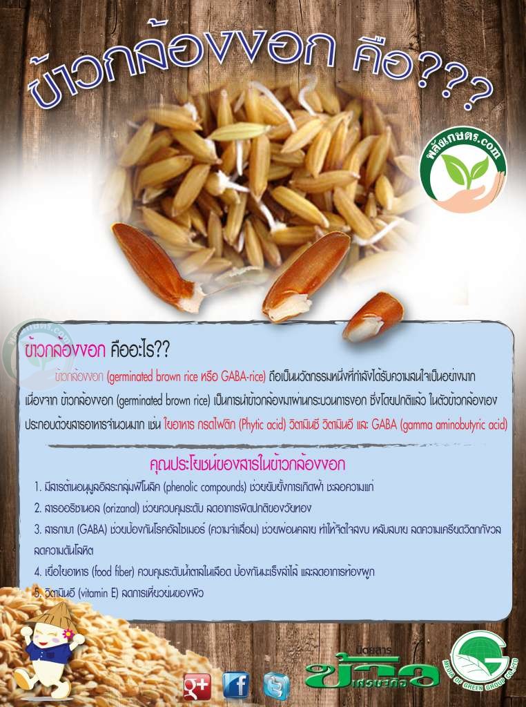 ประโยชน์ข้าวกล้องงอก