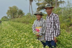ป้าสมหวัง-ลุงวิทนา แจ่มนิยม เจ้าของสวนมะลิ ไว้วางใจใช้ปุ๋ยอินทรีย์ ตรา โวลก้า