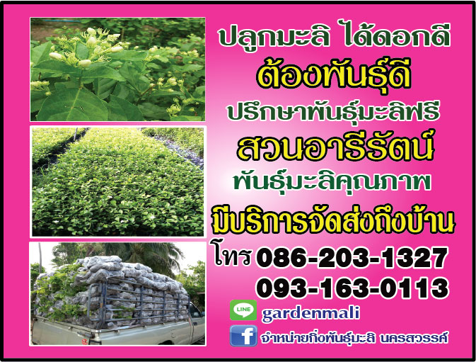 การปลูกมะลิ สวนอารีรัตน์