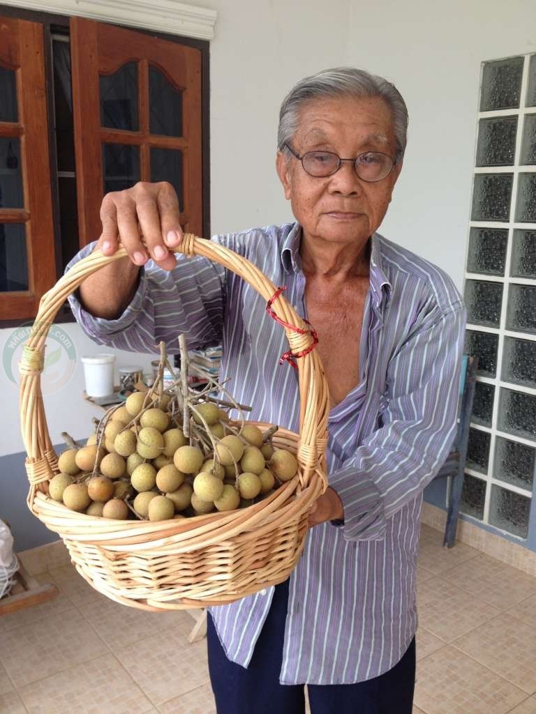 ขอขอบคุณ ภาพจากสวนลำไยจาก คุณสำเริง กิตติภัทเมธา