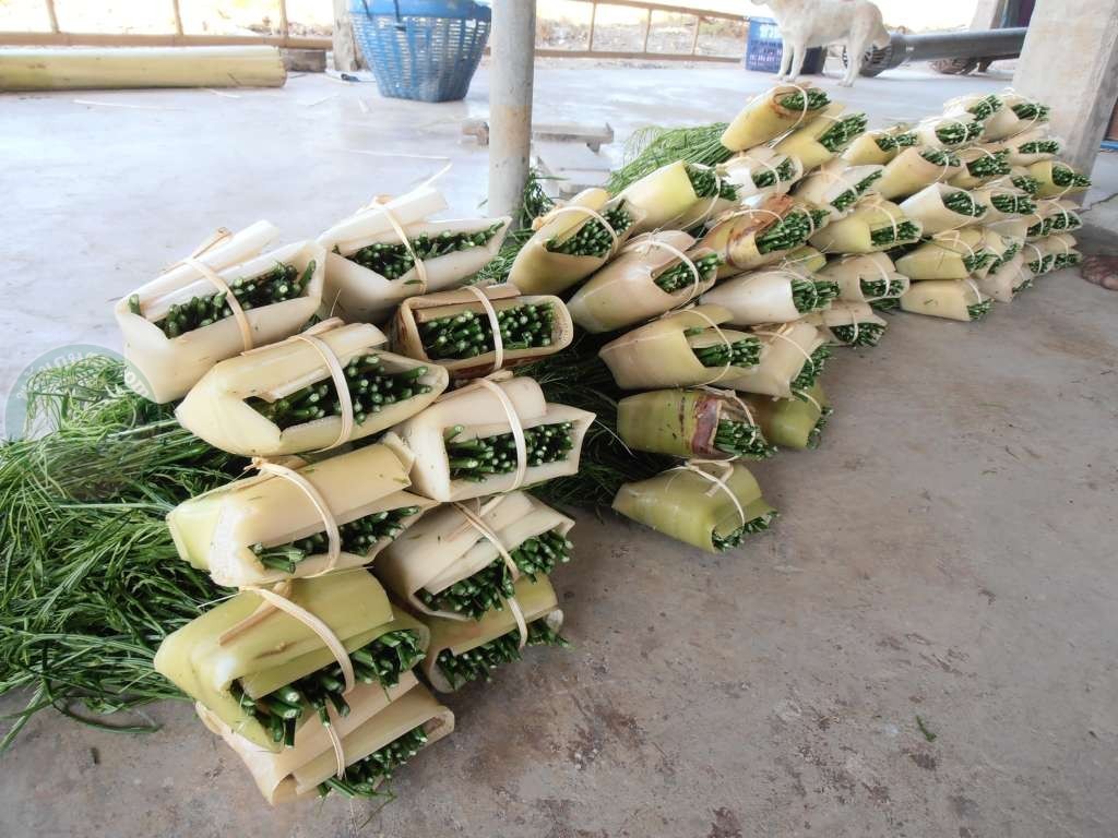 ผลผลิต ชะอม พร้อมส่ง