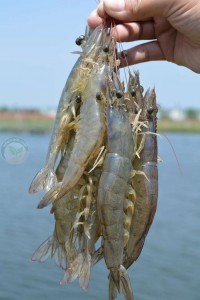 กุ้งขาว คุณภาพ สมบูรณ์