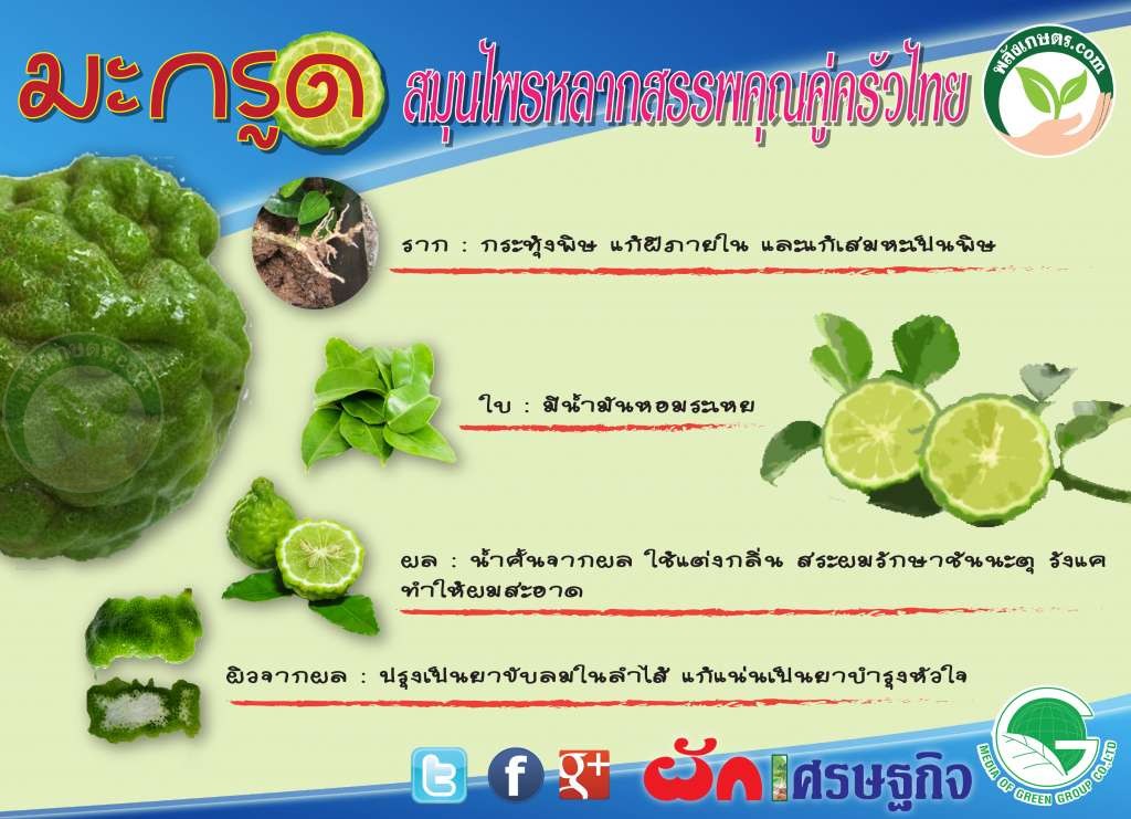 สรรพคุณมะกรูด