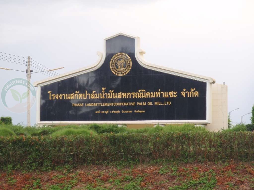 สหกรณ์นิคมท่าแซะ