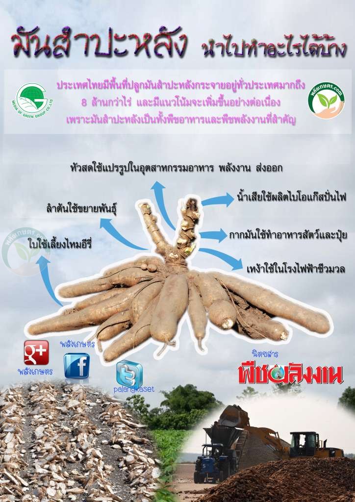 มันสำปะหลังใช้ทำอะไรได้บ้าง