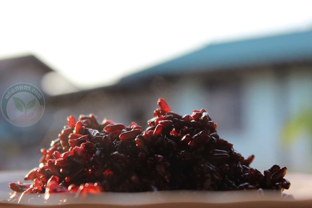 ข้าวเมื่อหุงสุกจะมีสีแดงและนุ่ม
