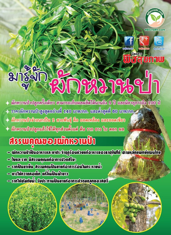 ผักหวานป่า