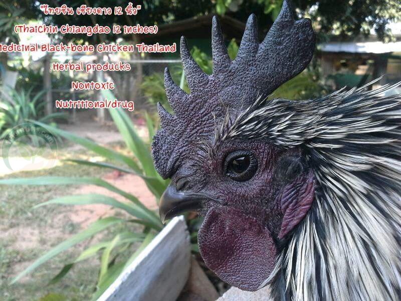 หน้าของไก่ดำ