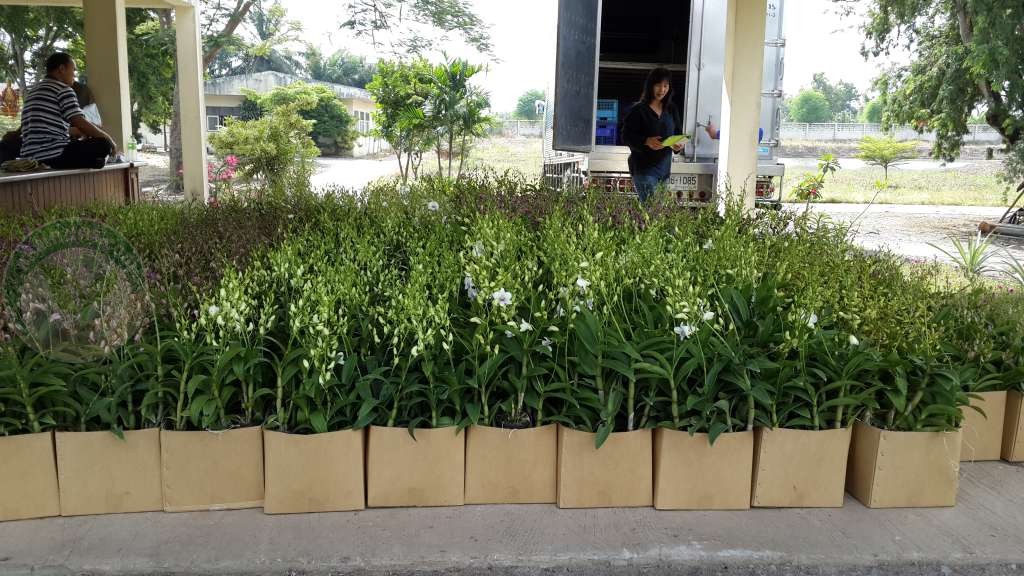เตรียมขาย
