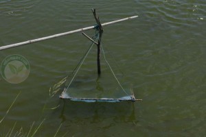 เปลให้อาหารลูกปลาในบ่อ