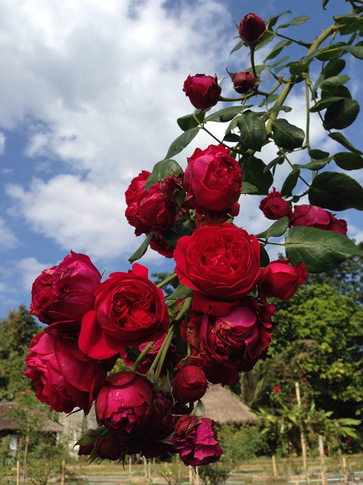 Red Eden(เร็ด อีเดน)