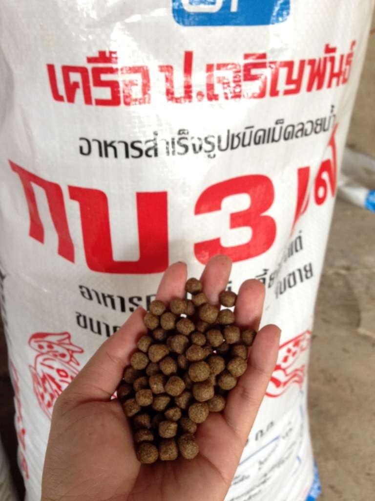 อาหารที่มใช้ในการเลี้ยงกบ