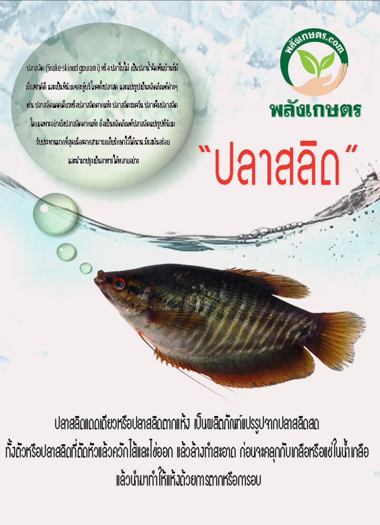 ปลาสลิด