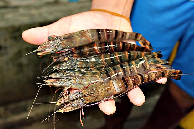 กุ้งกุลาดำ เตรียมน็อค ป้อนตลาดจีน
