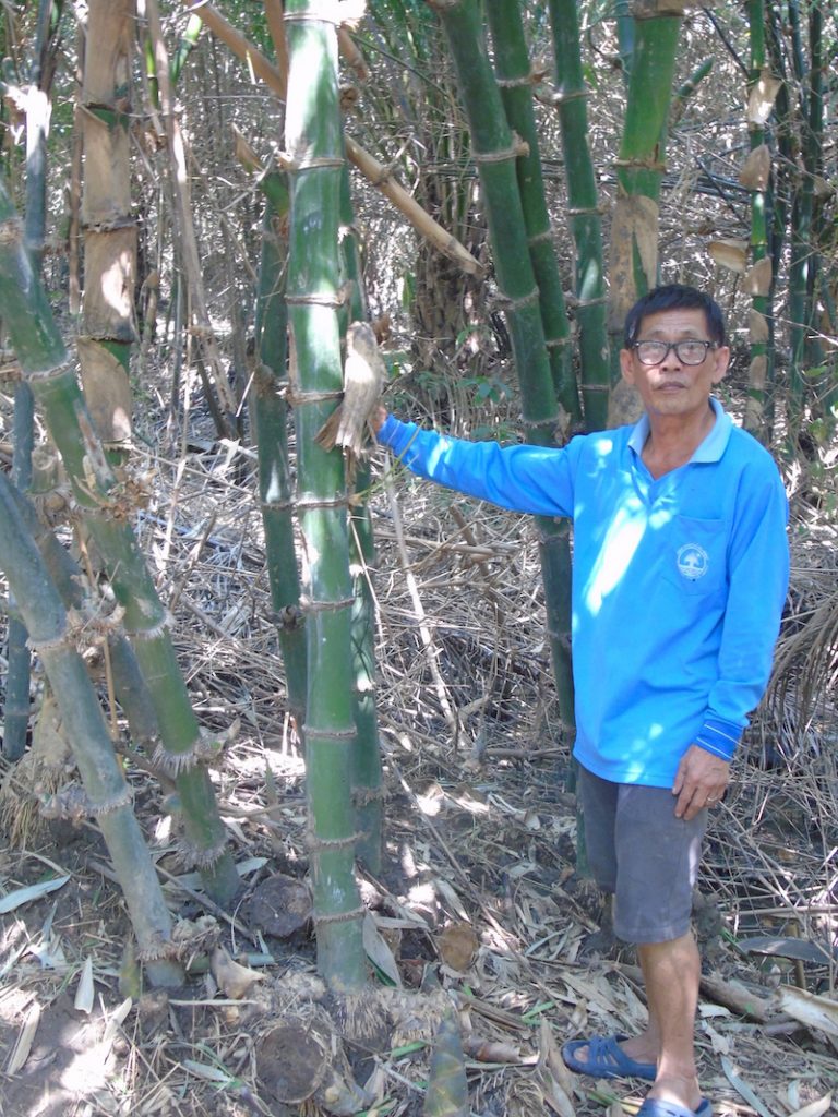 คุณวีรพล สุพรรคพานิช เกษตรกรผู้ปลูกไผ่ปลูก ไผ่กิมซุง ผสมผสานกับปาล์ม