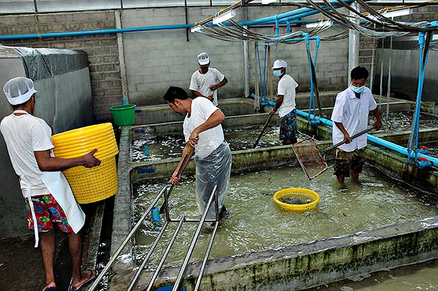 พนักงานกำลังตัก กุ้งกุลาดำ เพื่อเตรียมส่งตลาดจีน