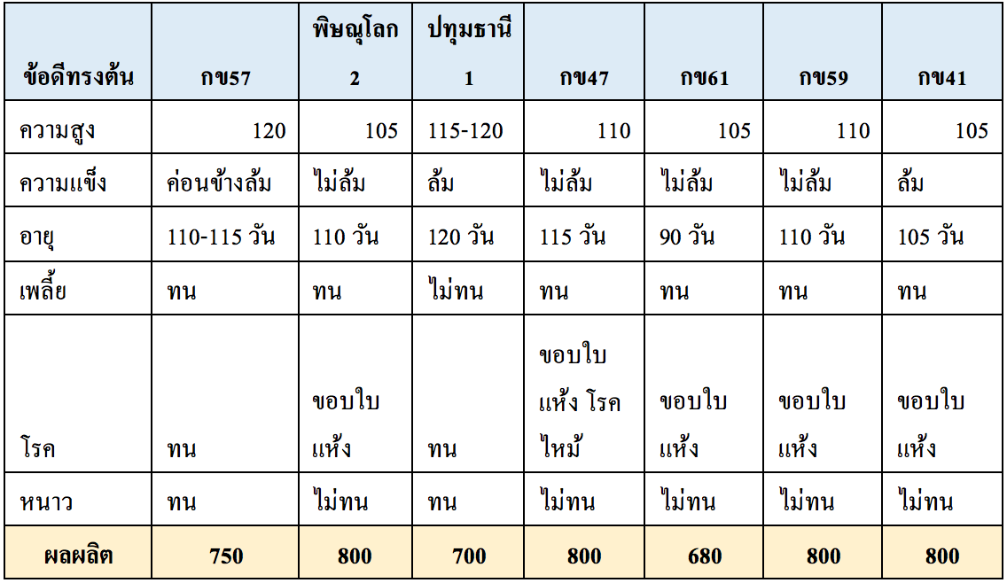 พันธุ์ข้าว แต่ละชนิด มีข้อดี ข้อเสียแตกต่างกัน