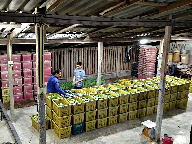 ผลผลิต มะม่วง กินดิบที่พร้อมออกสู่ตลาด